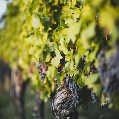 Dreamfactory Residences - Wine Escapes # 3br