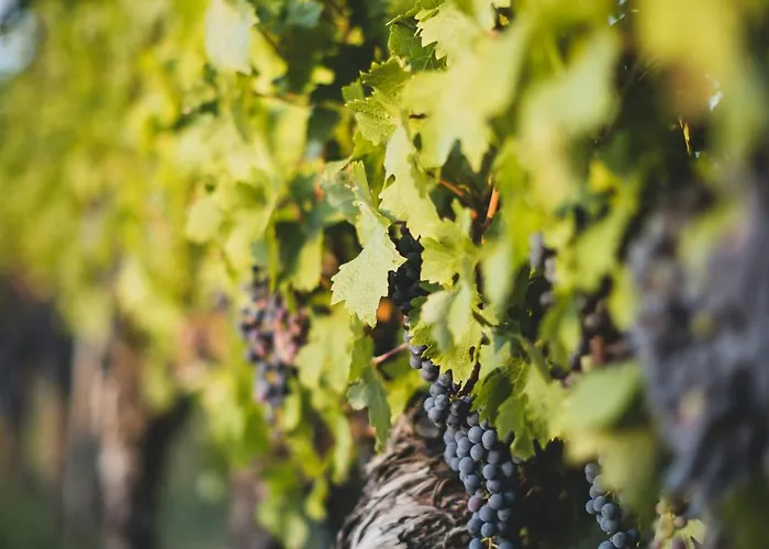 Dreamfactory Residences - Wine Escapes # 3br